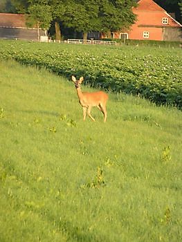 veldjes - De camping - Camping Roelage Westerwolde