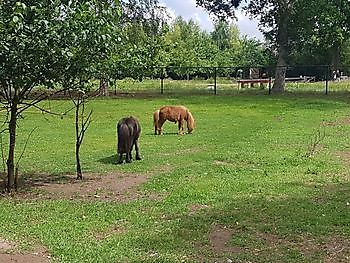 Paarden in de wei - Beestenboel - Camping Roelage Westerwolde