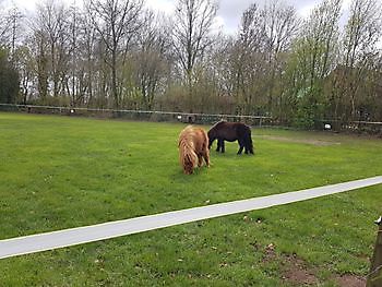 Paarden in de winter - Beestenboel - Camping Roelage Westerwolde