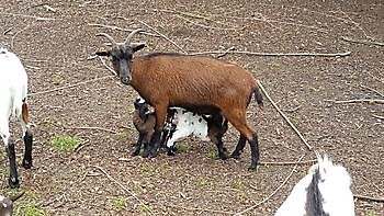 Boerderijdieren - Camping Roelage Westerwolde