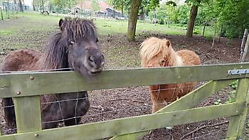 Boerderijdieren - Camping Roelage Westerwolde