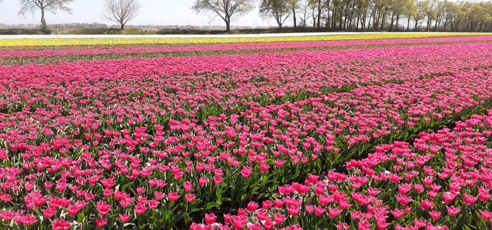 Tulpen in Westerwolde  - Camping Roelage Westerwolde